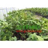 防城港優(yōu)質(zhì)大葉紅蓮霧苗供應(yīng)——大葉紅蓮霧