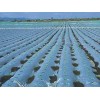 浙江PO膜——買蔬菜大棚膜當(dāng)然是到意利塑料