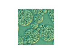 想買優(yōu)質(zhì)低血清細(xì)胞培養(yǎng)基，就來賽