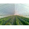 大棚PO膜廠家，優(yōu)惠的西瓜專用膜哪里有