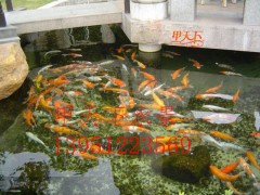 南京市單位園區(qū)錦鯉魚(yú)池水過(guò)濾循環(huán)