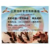 江蘇優(yōu)惠的龍蝦種苗 睢寧哪里有龍蝦苗