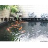 上海市專業(yè)解決室外景觀魚池水發(fā)綠，給你一個(gè)美好的環(huán)境