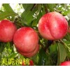 濰坊桃樹苗價格|壽光油桃苗
