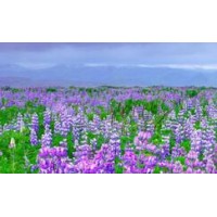 2021華南深圳工博會(huì)