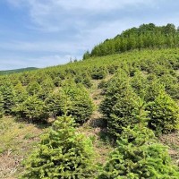 出售:青扦云杉1.5米—2米，30*30定值杯苗，數(shù)據(jù)1萬棵